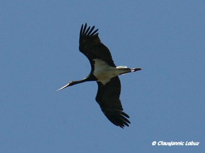 Black Stork / Sort stork - Monfraque