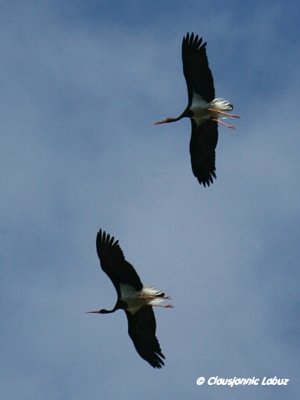 Black Stork / Sort stork - Monfraque