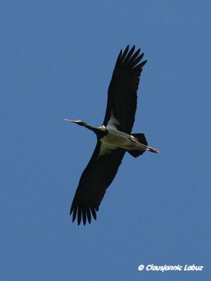 Black Stork / Sort stork - Monfraque