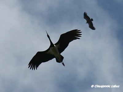 Black Stork / Sort stork - Monfraque