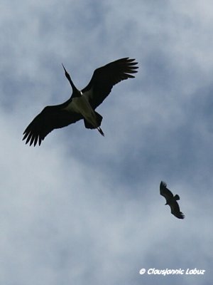 Black Stork / Sort stork - Monfraque