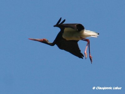Black Stork / Sort stork - Monfraque