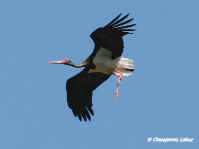 Black Stork / Sort stork - Monfraque