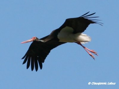 Black Stork / Sort stork - Monfraque