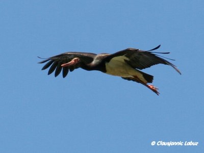 Black Stork / Sort stork - Monfraque