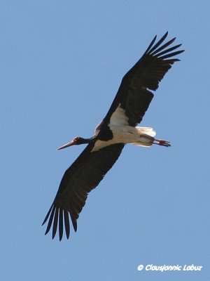 Black Stork / Sort stork - Monfraque