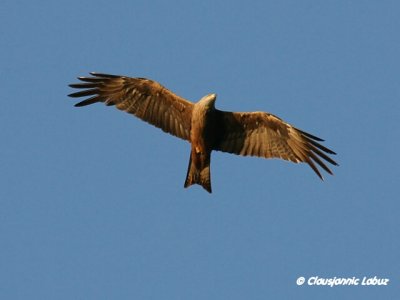 Black Kite / Sort glente