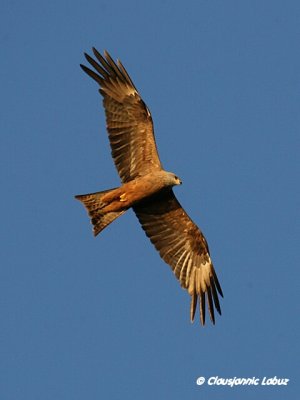 Black Kite / Sort glente