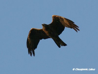Black Kite / Sort glente