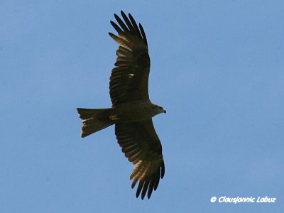 Black Kite / Sort glente