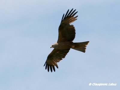 Black Kite / Sort glente