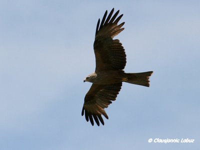Black Kite / Sort glente