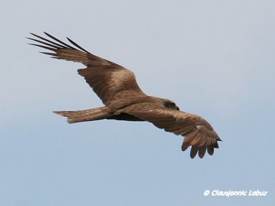 Black Kite / Sort glente