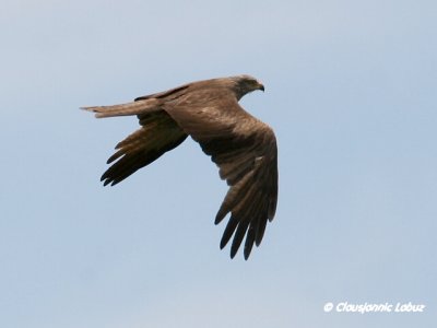 Black Kite / Sort glente