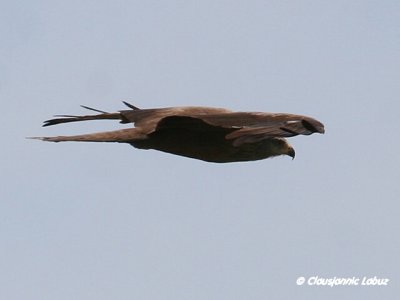 Black Kite / Sort glente