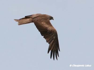 Black Kite / Sort glente