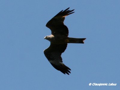 Black Kite / Sort glente