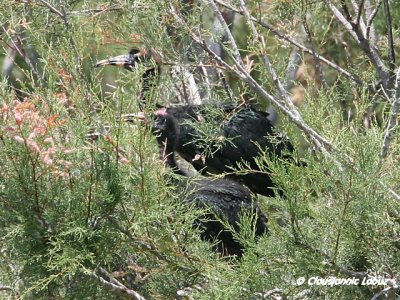 Glossy Ibis / Sort Ibis - Coto Doñana