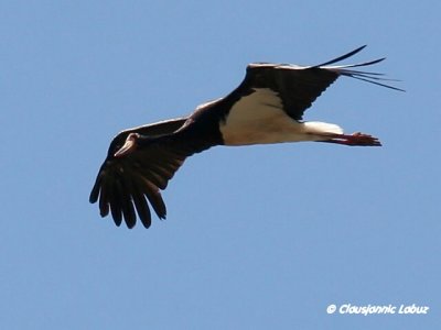 Black Stork / Sort stork - Monfraque