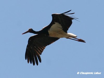 Black Stork / Sort stork - Monfraque
