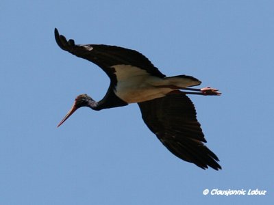 Black Stork / Sort stork - Monfraque