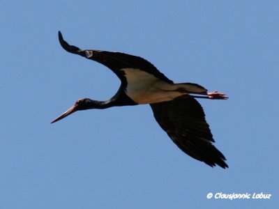 Black Stork / Sort stork - Monfraque
