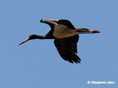 Black Stork / Sort stork - Monfraque