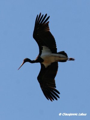 Black Stork / Sort stork - Monfraque