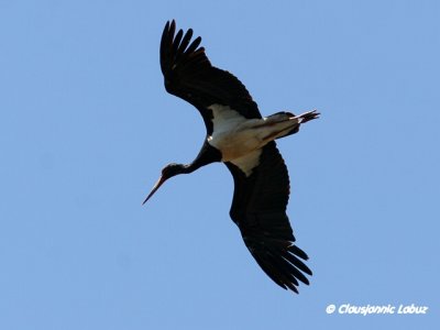 Black Stork / Sort stork - Monfraque