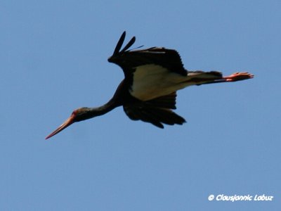 Black Stork / Sort stork - Monfraque
