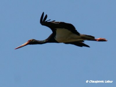 Black Stork / Sort stork - Monfraque