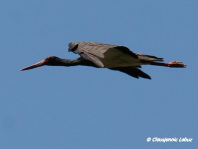 Black Stork / Sort stork - Monfraque