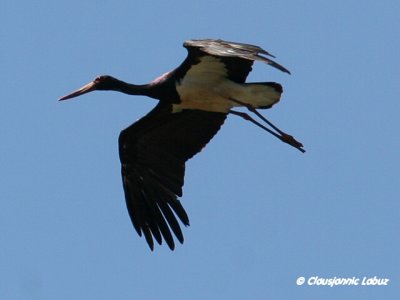 Black Stork / Sort stork - Monfraque