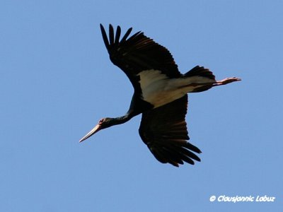 Black Stork / Sort stork - Monfraque