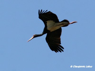Black Stork / Sort stork - Monfraque