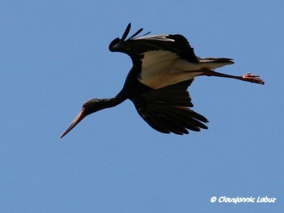 Black Stork / Sort stork - Monfraque