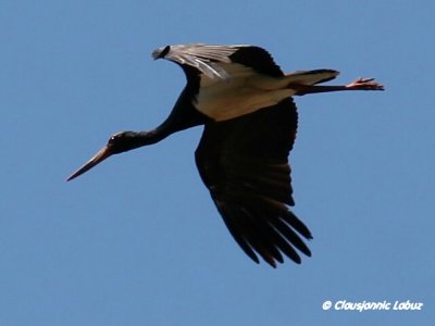 Black Stork / Sort stork - Monfraque