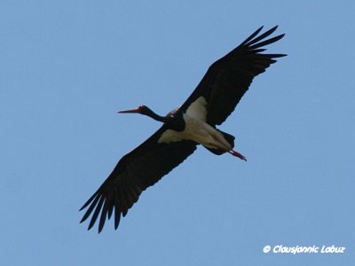 Black Stork / Sort stork - Monfraque
