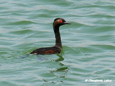 Black-necked Grebe / Sorthalset lappedykker