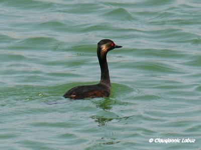 Black-necked Grebe / Sorthalset lappedykker
