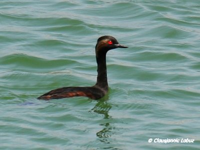 Black-necked Grebe / Sorthalset lappedykker
