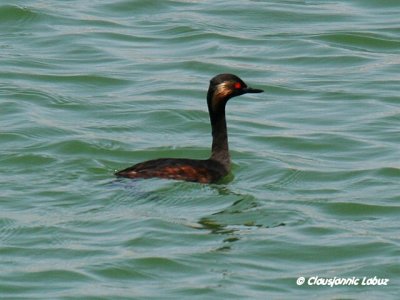 Black-necked Grebe / Sorthalset lappedykker.jpg