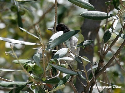Sardinian Warbler / Sorthovedet sanger