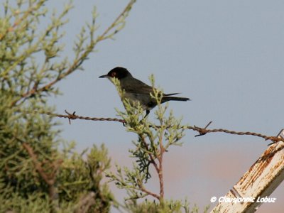 Sardinian Warbler / Sorthovedet sanger