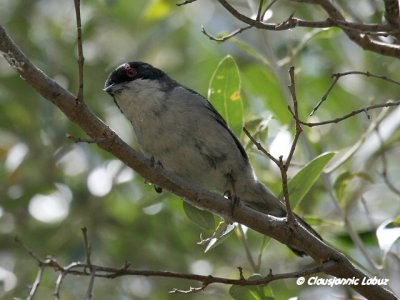 Sardinian Warbler / Sorthovedet sanger