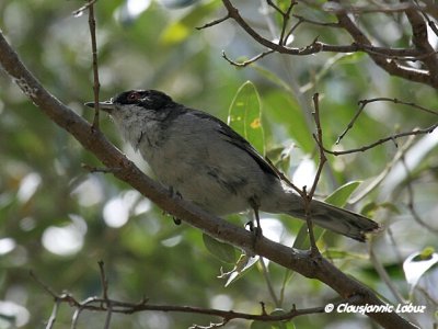 Sardinian Warbler / Sorthovedet sanger