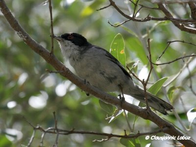 Sardinian Warbler / Sorthovedet sanger
