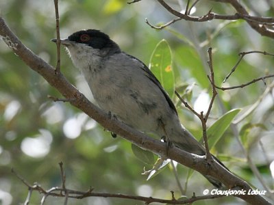 Sardinian Warbler / Sorthovedet sanger
