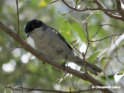 Sardinian Warbler / Sorthovedet sanger