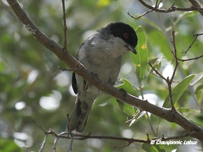 Sardinian Warbler / Sorthovedet sanger